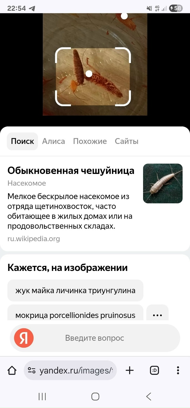 Нам пишут:
Лично купил на лесной поляне в пивнухе около...