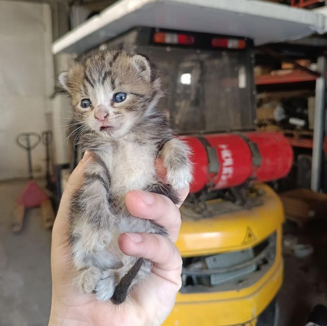 Вас посетил практикант Максимка.
Вы получаете + 5 к рас?...