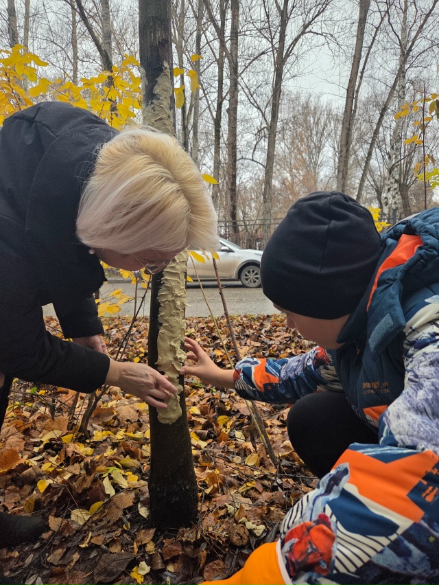 Лечение 20 летнего клена по адресу Семченко 7