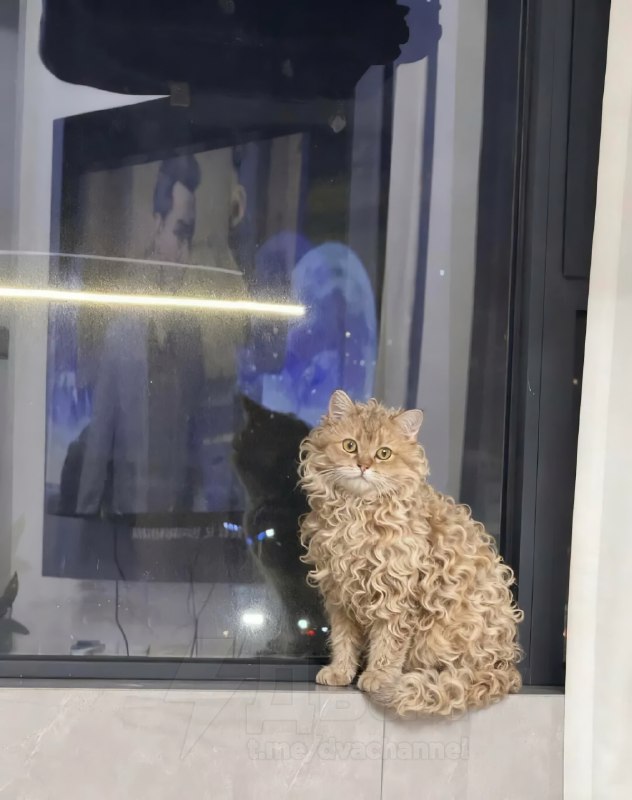 Новая звезда соцсетей — кошка породы селкирк-рекс с идеально завитыми кудряшками
😶😶😶😶😶😶😶😶