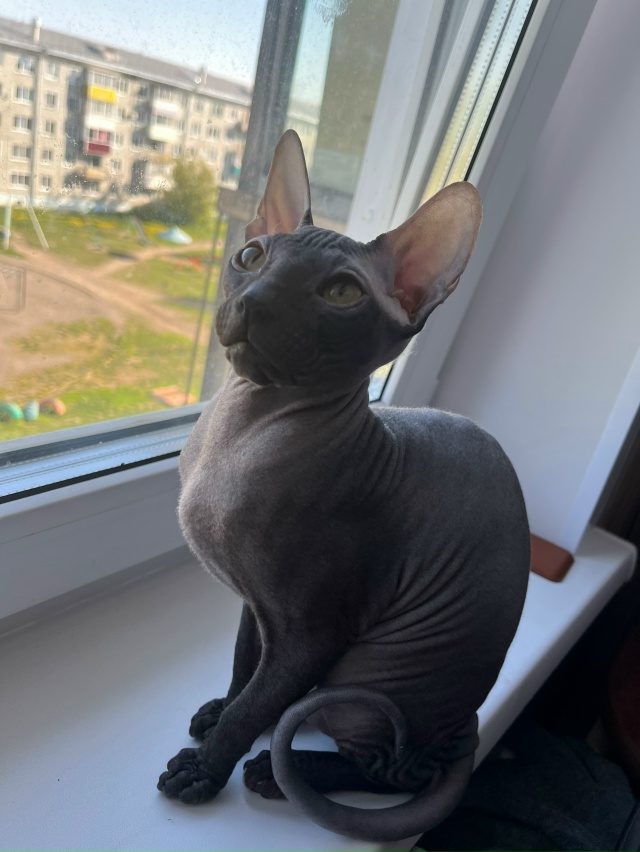 Молодая кошечка ищет котика для приятного времяпрепро...