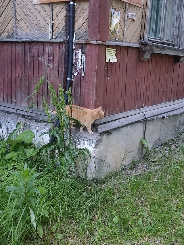 Оплеснина, 4
Сидит кошка, ласковая , подходит
Чья?