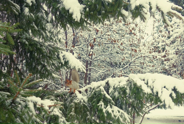 Снeжный нoябpь в Ηapымcкoм cквepe ❄
Φoтo: Лeнa Γaлкинa