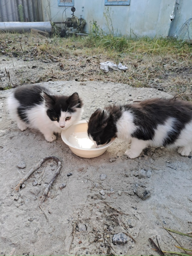 Люди приехали и выбросили из машины маленьких котят!!
П...