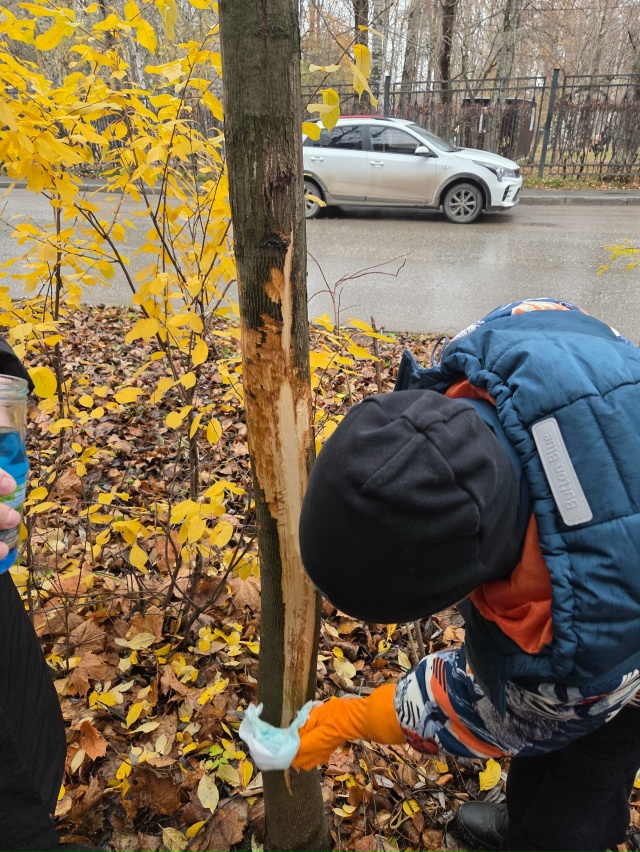 Лечение 20 летнего клена по адресу Семченко 7