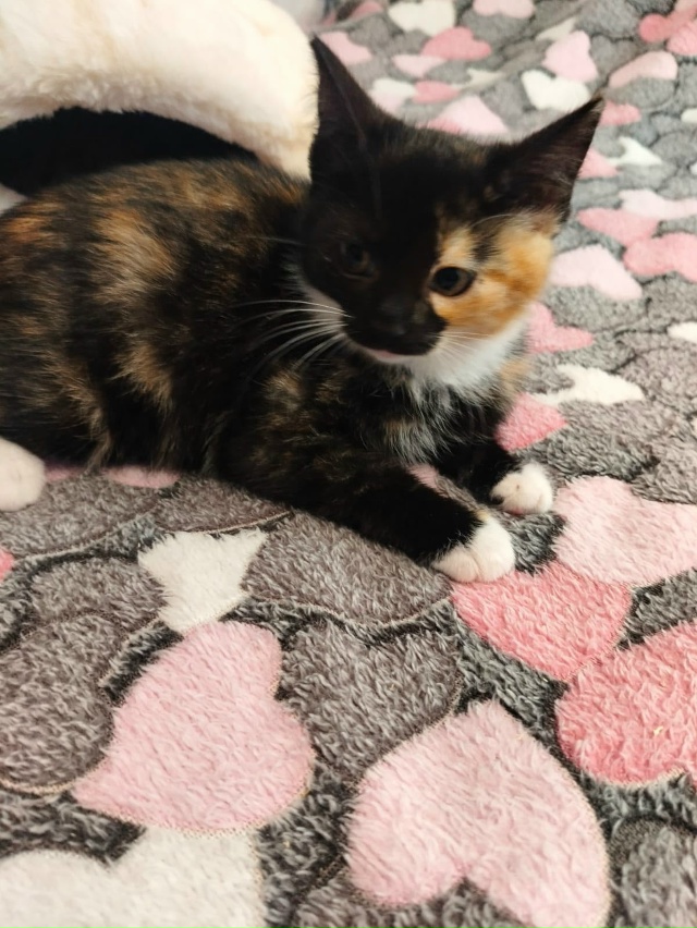 Лен., обл., г.Кировск
Ищем дом котятам, двум сестричкам и...