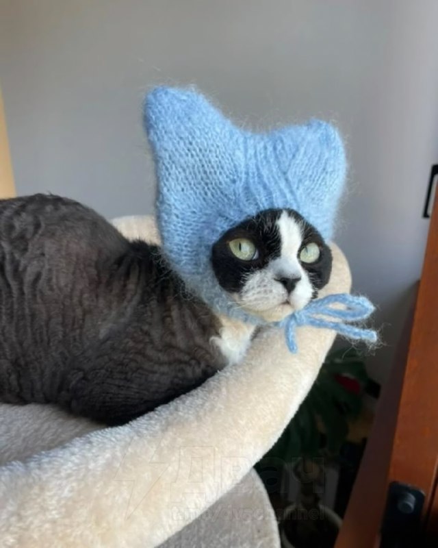 У любителей кошек новый тренд — вязаные шапочки для питомцев
Хозяева делают шапки с ушками, чтобы к