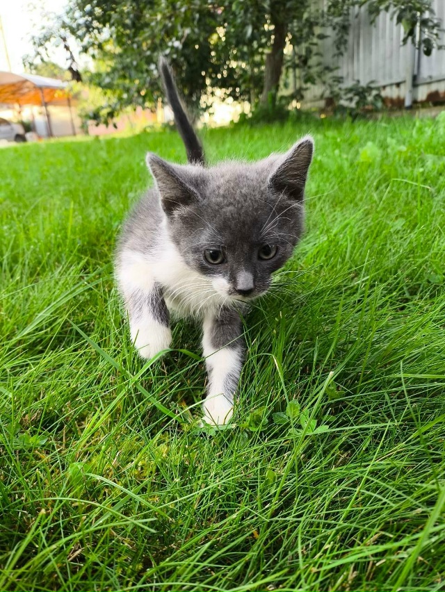 Выложите, пожалуйста, анонимно.
Отдам котят в добрые ру...