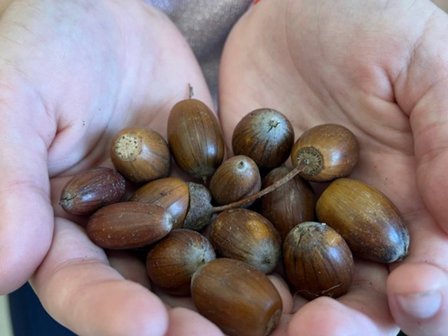 Школьники собирали желуди в Можайске для новых посадо?...