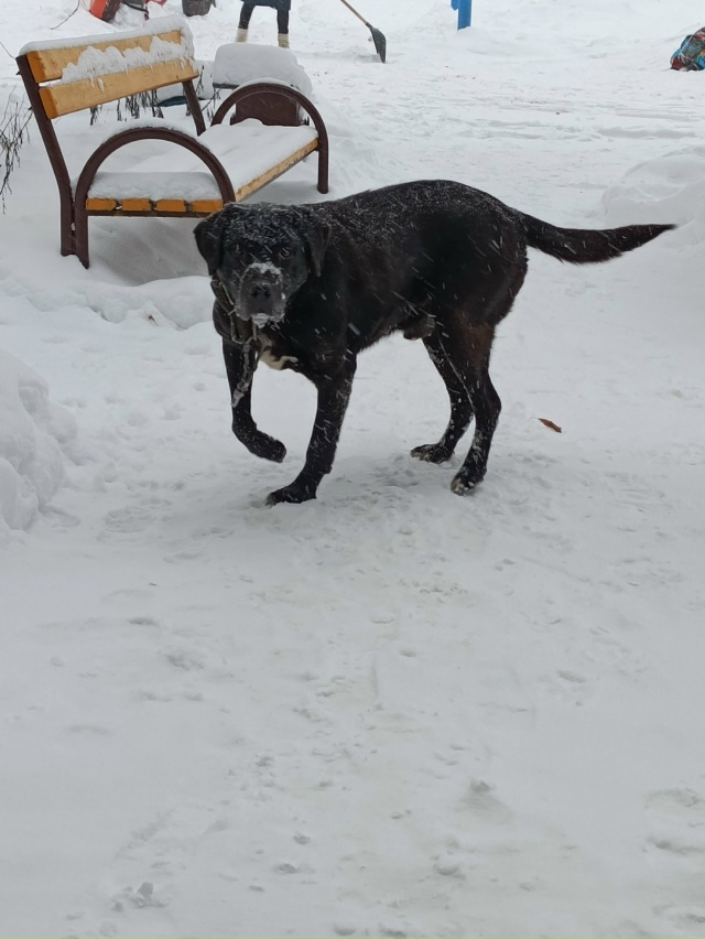 Добрый день. Чья потеряшка? Бегает в микрорайоне 60 лет ?...