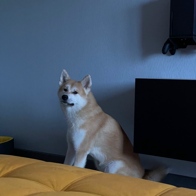 Дата: 25.10
В районе дома  Ленина 60 убежала собака. Убежа...