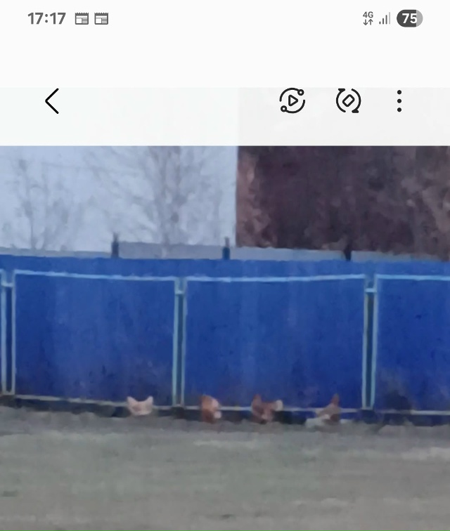 Хозяева, у вас куры сбежали!!!. Мечутся вдоль забора.
Это...