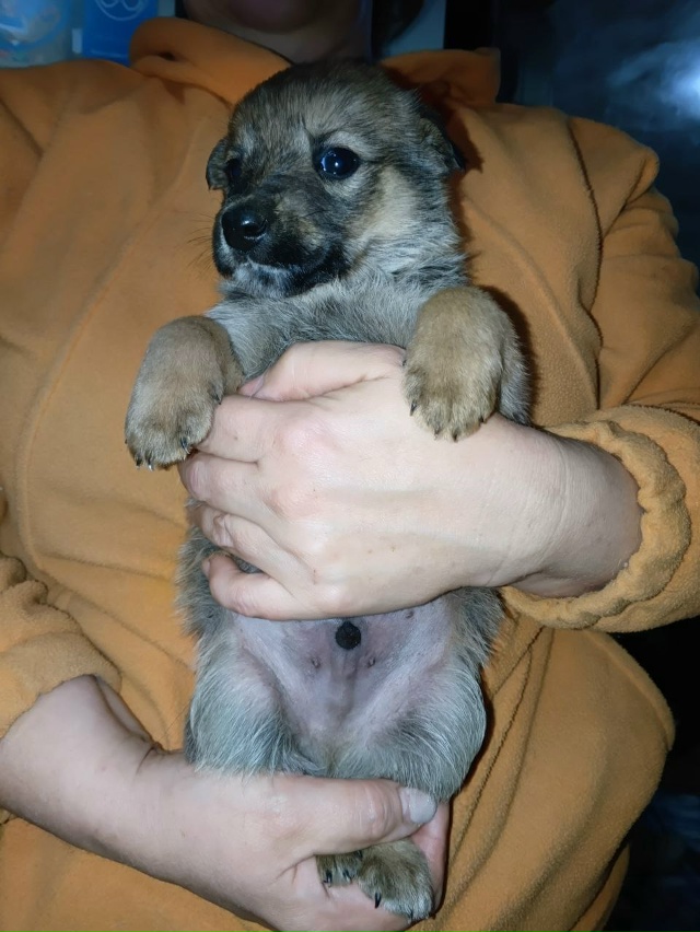 Ищем хозяев щенкам. Все кобели. Обработаны от блох и гл?...