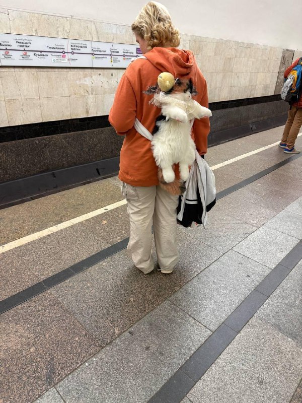 🙃 Выдыхаем, кот плюшевый
