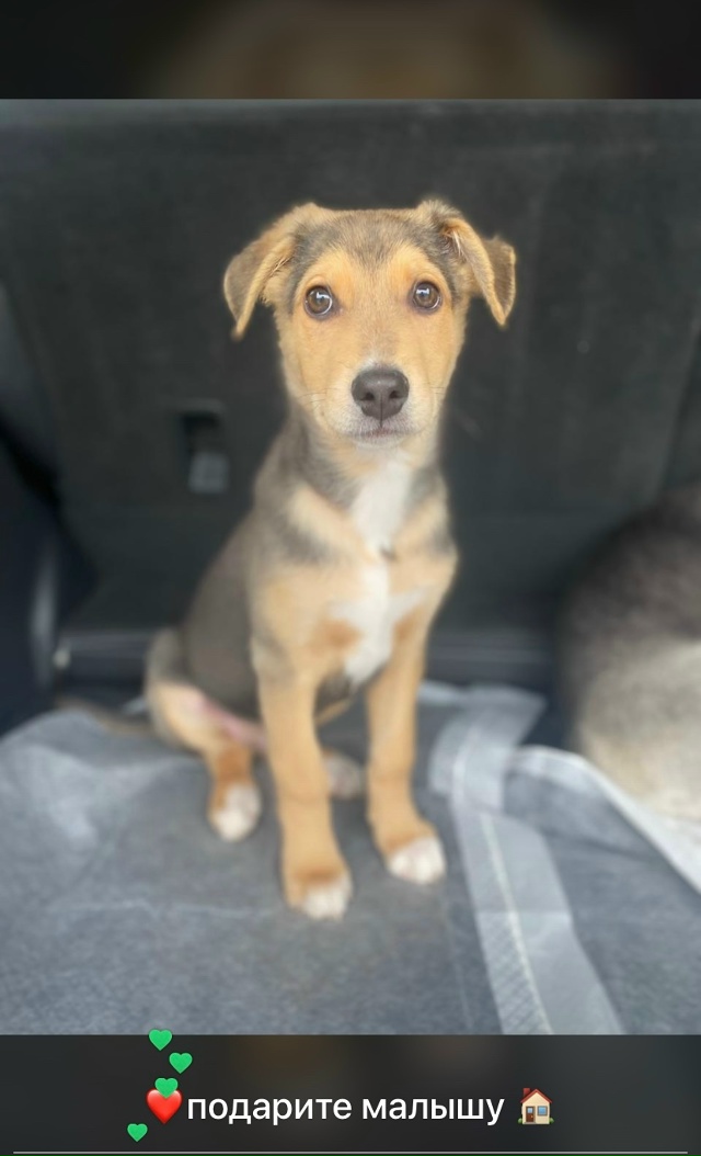 Можайск, Наро-Фоминск‼Ищут дом два 4-х месячных щенка. ?...