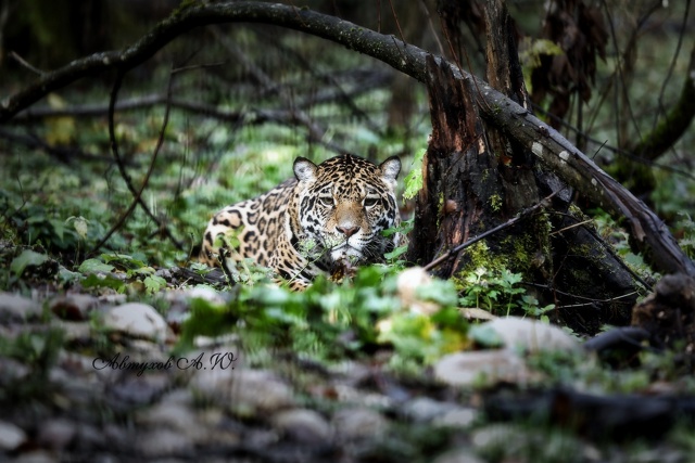 Зима на пороге, а в подмосковном Сафари‑парке — ни нам...