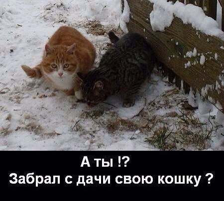 Больше всего я не люблю людей, которые обижают животны?...