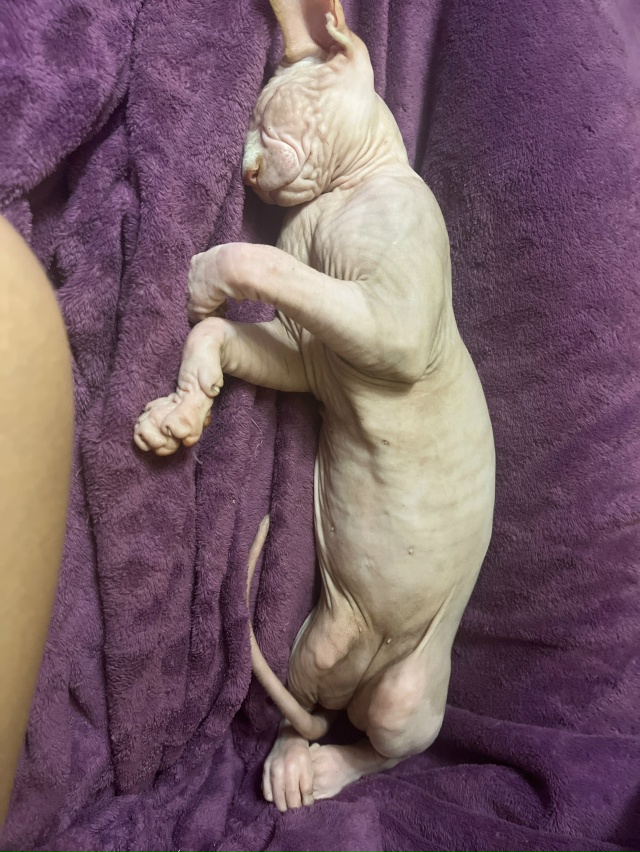 Самый всратый Лютик 🤨