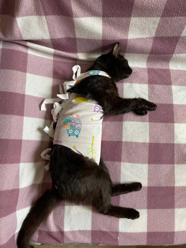 🐈🦮🐕 Вот и закончились очередные два дня льготной ?...