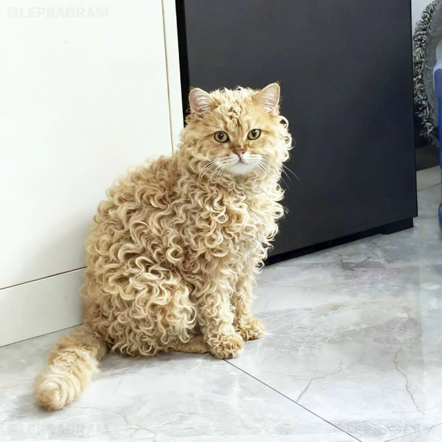 Кто знает, что это за порода, котик сделанный из ролтон?...