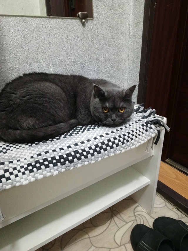 Пропал кот .Кот домашний, любимчик.прошу кто видел сооб...