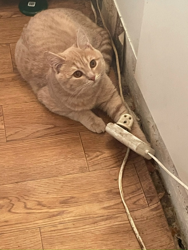 Пропал кот
Откликается по кличке Маркиз, если кто виде...