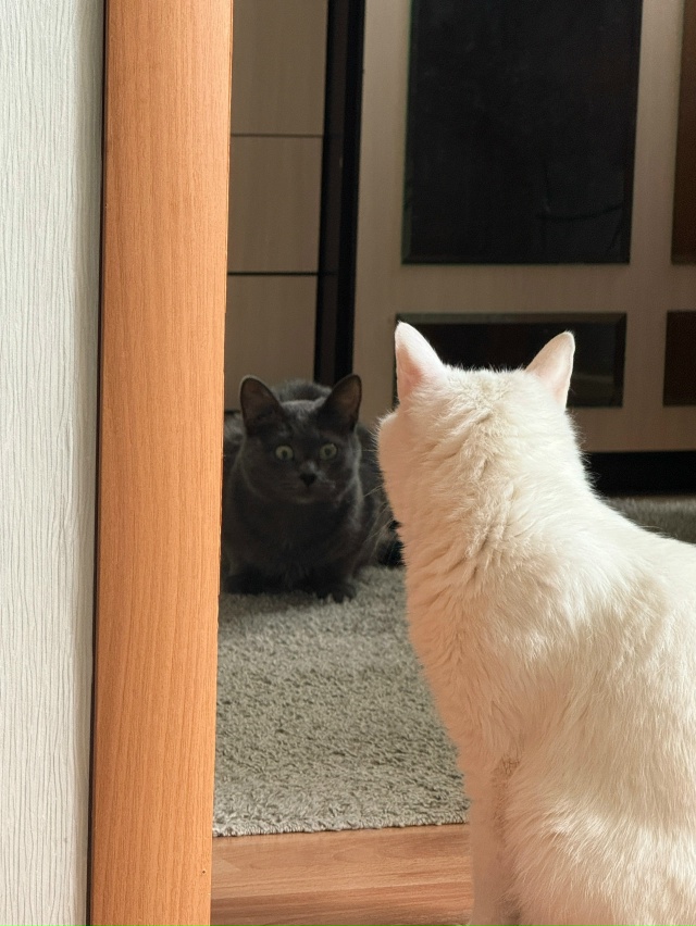 Бляцкий шоковый шок
#КотМихаил
#КошкаСветлана