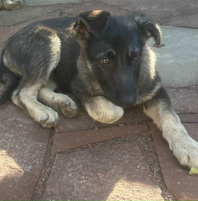 Добрый вечер! Может кто хочет себе собачку!
Отдадим в х?...