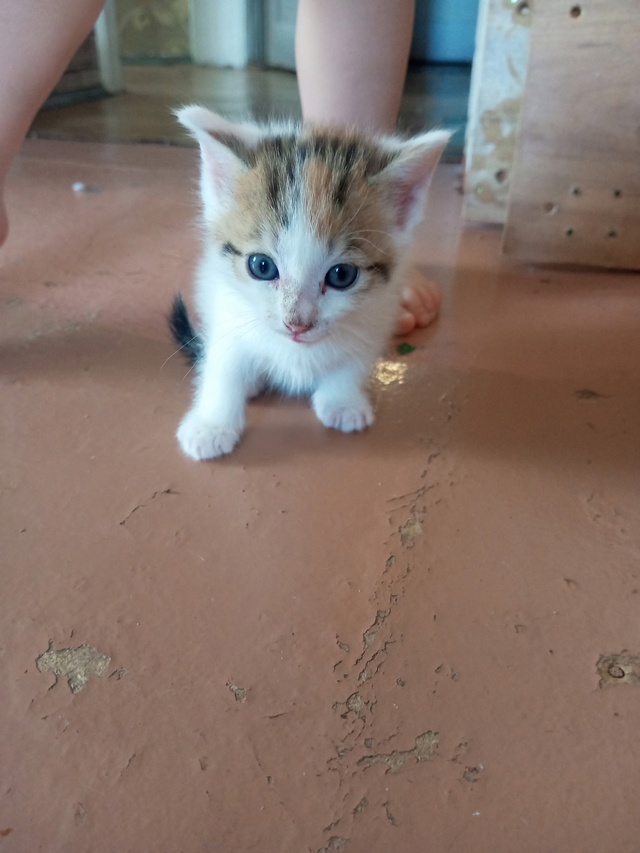 Отдам котят в добрые ручки☺