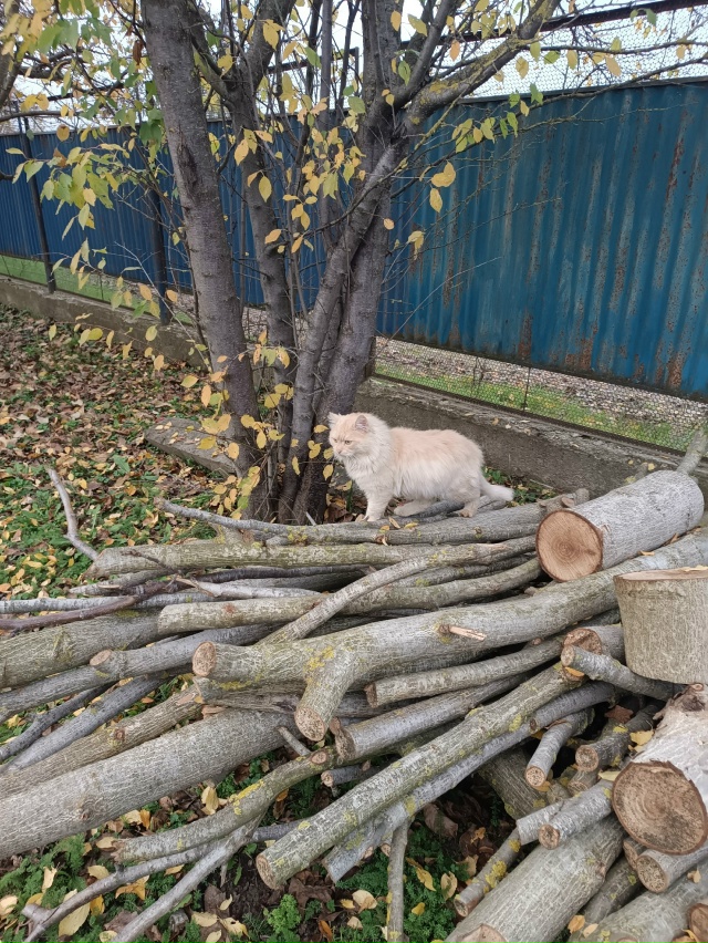 Марс ищет дом
Вашему вниманию предлагается этот брута?...