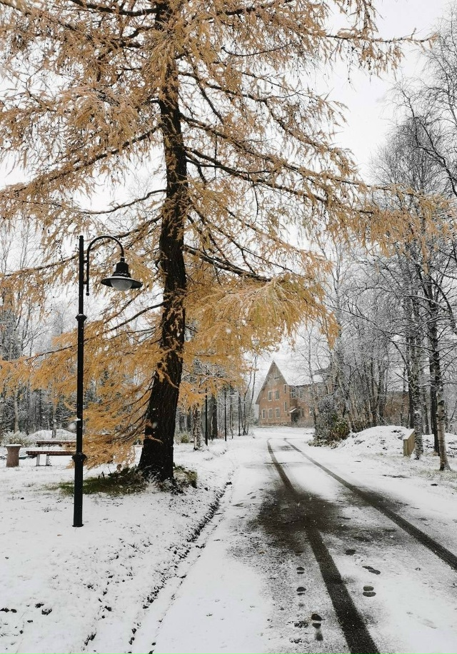 Полярно-альпийский ботанический сад укрылся снегом🌨?...