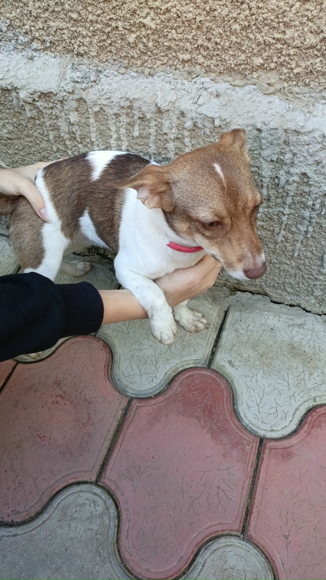 Нашлась потеряшка в районе СОШ 3. Чья? Хозяева отзовите?...