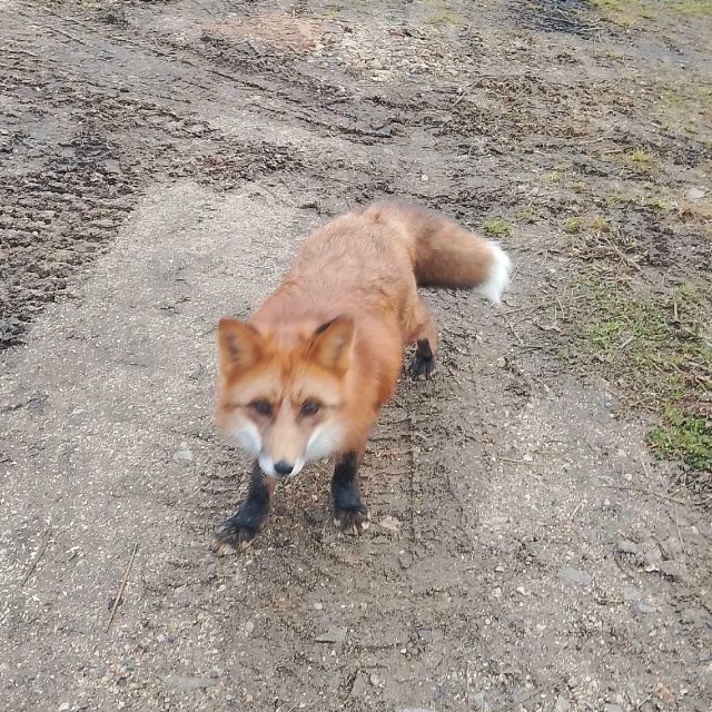 Оказывается вчерашняя собака это домашняя лиса! 🦊
Уб?...