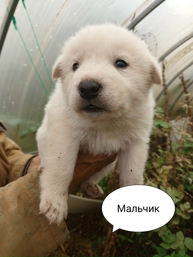Очаровательные красавчики-карапузы срочно ищут дом! ???...