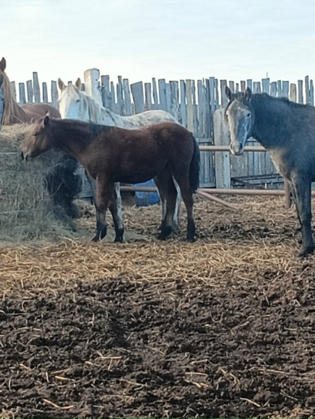 Продам лошадей. Все вопросы по тел 89010962315