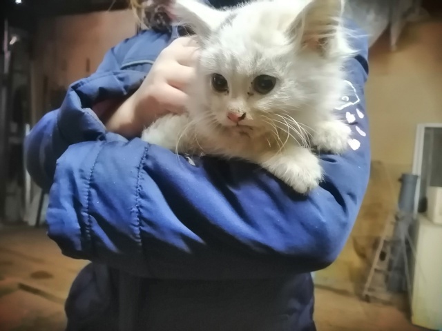 Чей котенок? Пришёл к нам в гараж и не уходит. Не ручной,...
