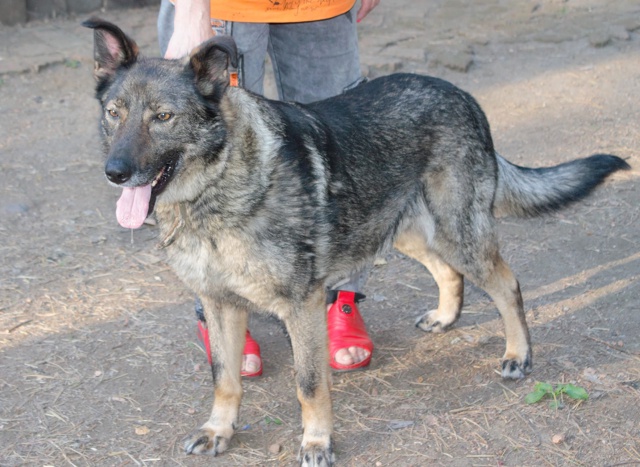 Ищем хороших хозяев для Рокки
Кобель.
Метис овчарки.
В?...