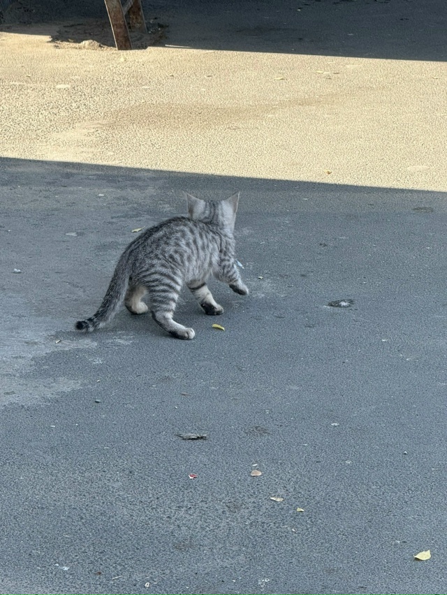 Анонимно. Маленький котенок бегает на конечке, громко ?...