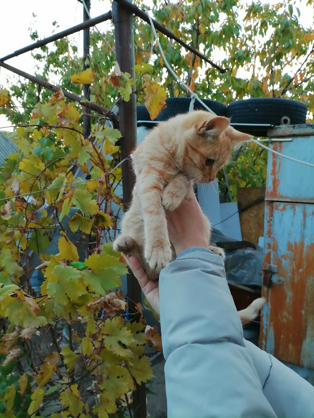 Отдам в добрые руки маленькую рыжую девочку. Тел. 8 909 430 ...