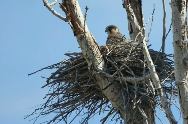 😱 В «Лосином острове» обнаружили виды, которые считал...