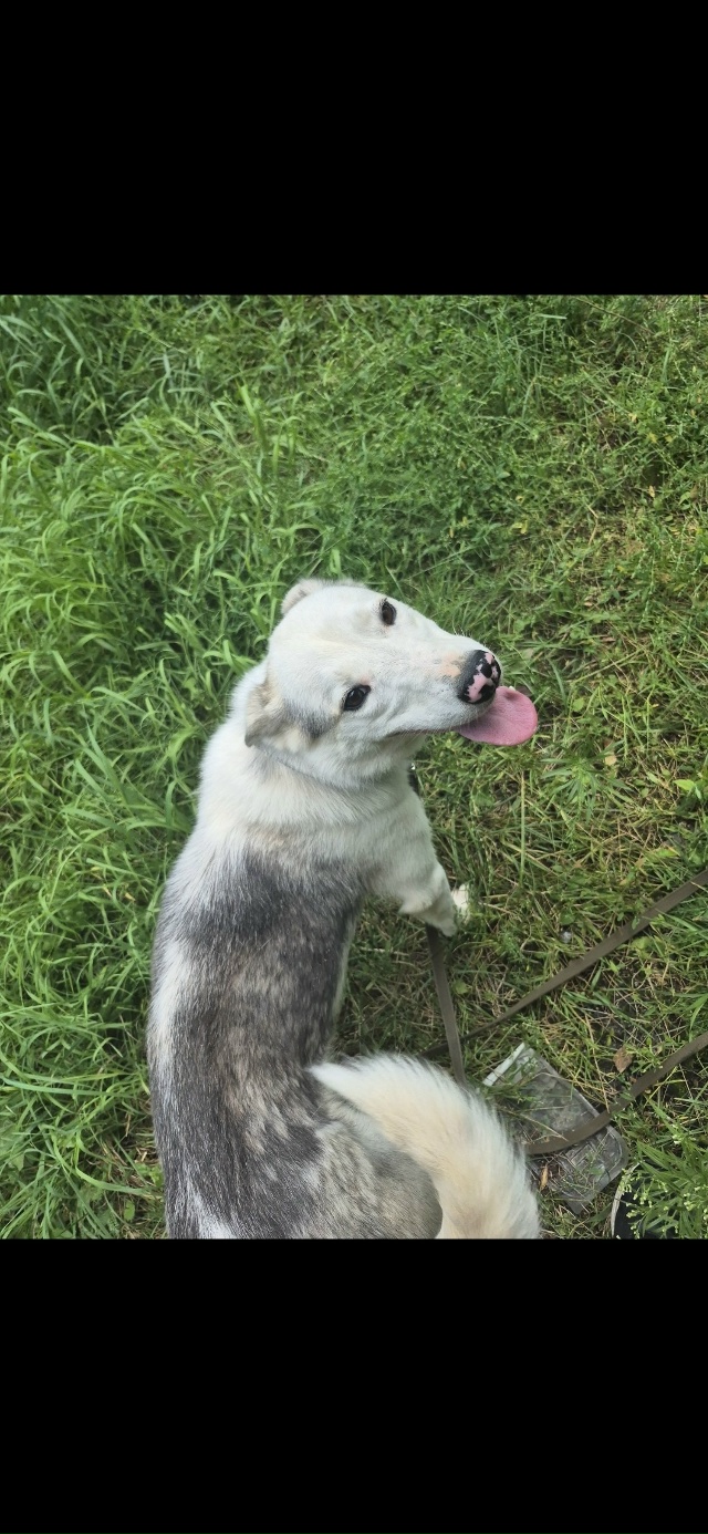 СРОЧНО❗️ОЧЕНЬ ИЩЕМ ДОМ❗️
Малышка ну очень хочет быт?...