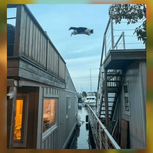 Безумные приколы
Коты всегда найдут способ выбраться ?...