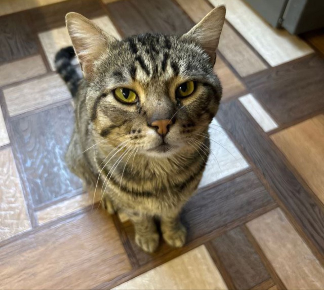 Срочно ищем передержку котику до 30.10. Он долго скитался...