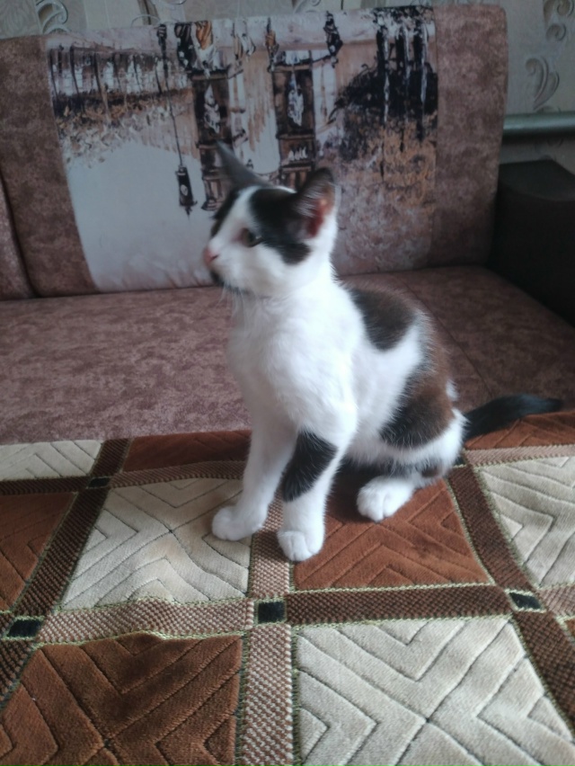 Отдадим в добрые руки красивого котика - 3 месяца Степа?...
