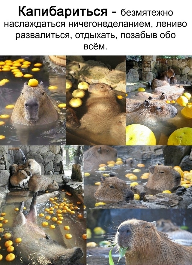 #словодня@litorg