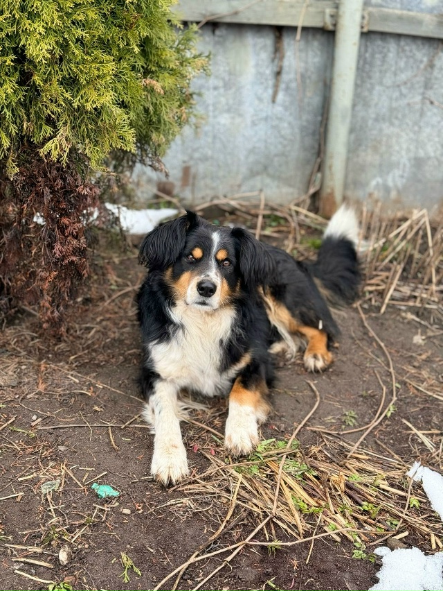 Пропала собака породы бернский зенненхунд в районе ул?...