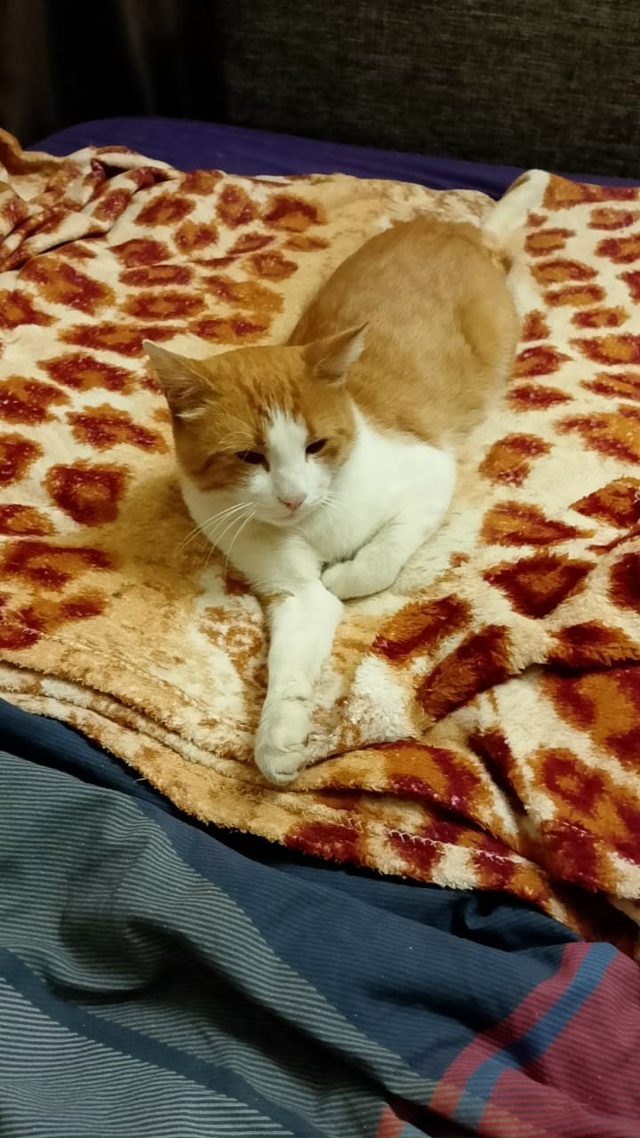 Пропал кот! Зовут Ваня! Район Трудовая, Хлебозаводская....