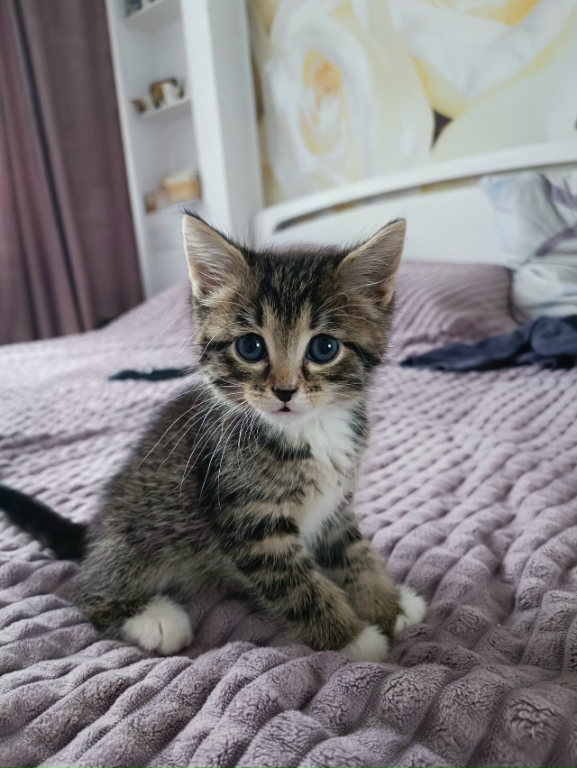 В подвале на Гагарина нашли котенка. Оставили себе. Теп...