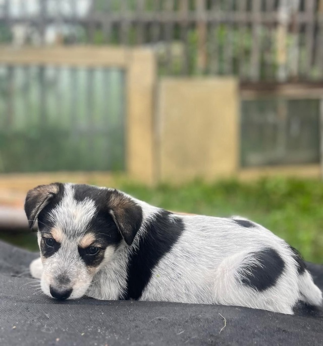 Срочно! Ищем дом малышам 🐶
Буду очень признательна, е?...