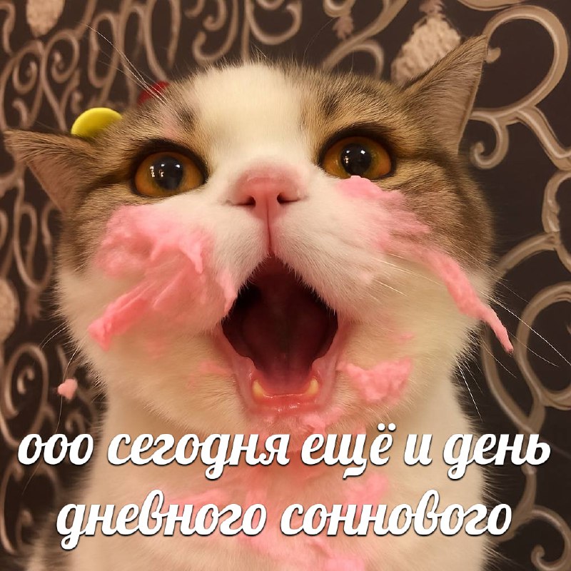 Сегодня отмечается Мeждунapoдный дeнь тopтa и Дeнь днeвнoгo cнa
Идеальное комбо для выходных